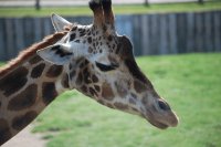 BANHAM GIRAFFE