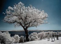 ARBOL NEVADO