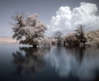 ARBOL