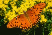 Mariposa naranja