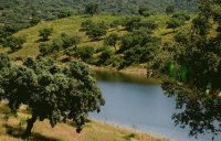 Campo de encinas