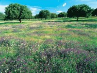 Campo de flores con encinas