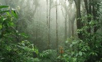 Selva
