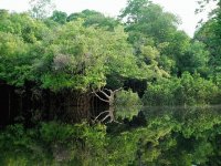 Selva 2
