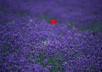 Lavanda con amapola
