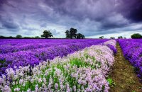 Lavanda - Campo