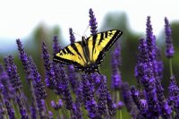Lavanda y Mariposa