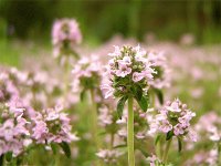 Farigola