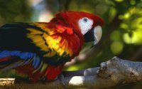 Papagayo