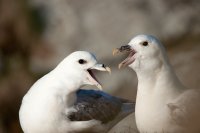 Pajaros