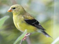 pajaro silvestre