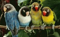 Loros y cotorras