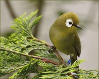 Pajaro
