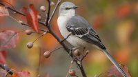 Pajaro