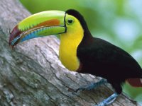 Tucan