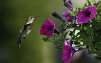 Colibríes 1