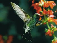 Colibríes 2