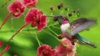 Colibríes 3