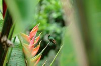 Colibríes 4