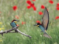 Aves comunicandose