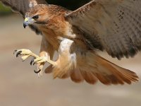 Aguila
