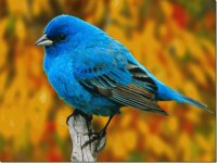 Pajaro azul