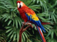 Loro