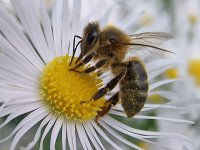 Abejas 1