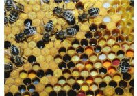 Abejas