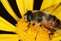 Abejas