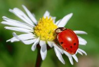 Marietes 5