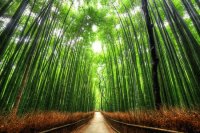 bamboo