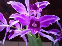 orquidea