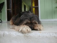 Cãesinhos