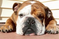 Bulldog on deck