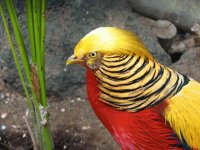 Aves hermosas 4