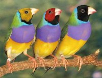 Aves hermosas 6