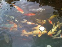 Koi in Germany