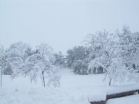 my yard
