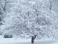 2010 Storm