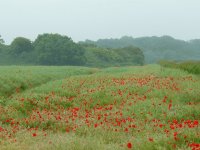 Poppies in Scotland