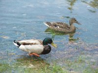 Patinhos