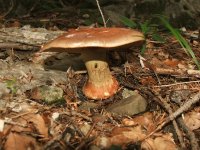 Funghi
