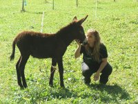 Burrinho