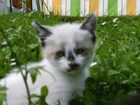 Gatinho