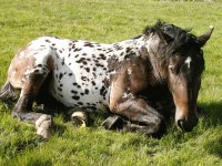 Cavallo Pramollo
