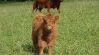 Bufalo piccolino