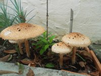Cogumelos de jardim