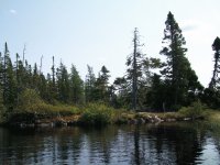 Woodland pond
