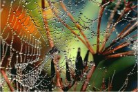 raindrops7